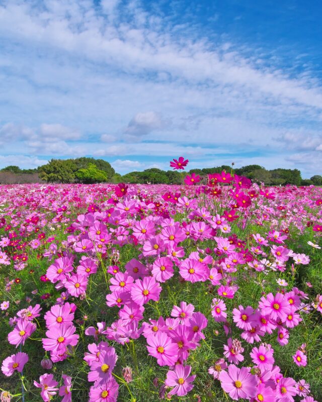 우미나카 하나마츠리 2025 코스모스가 만개한 우미노나카미치 해변공원 풍경