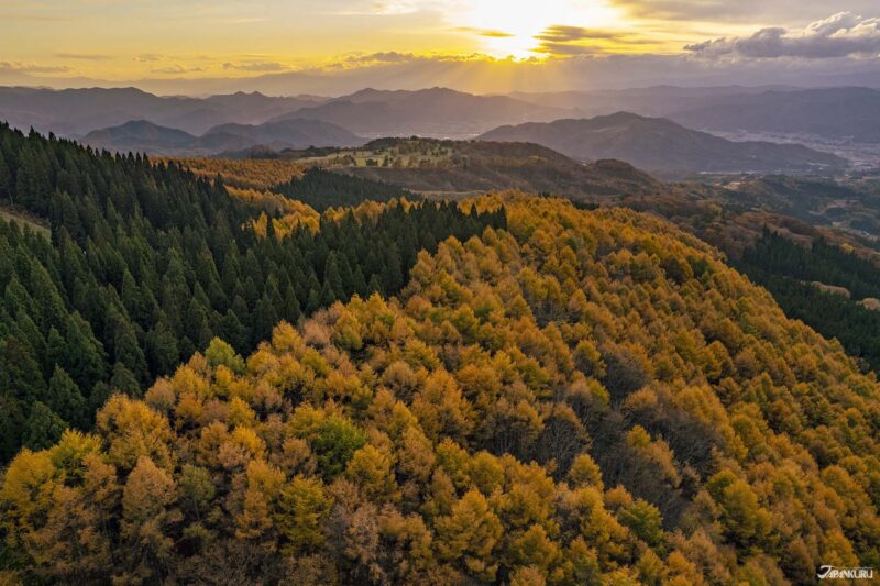 가을에 꼭 가봐야 할 일본 축제 풍경 – 단풍과 코스모스가 어우러진 전경