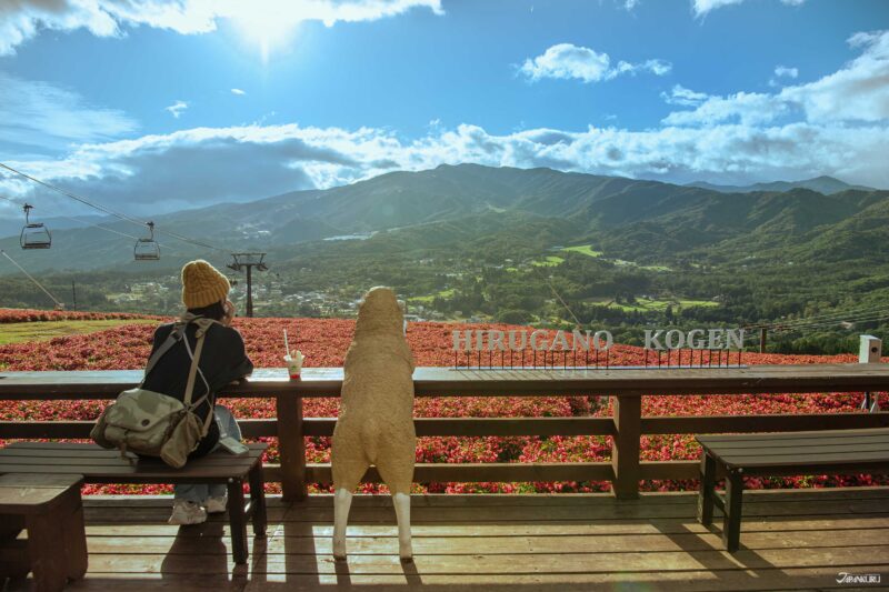 日本秋季旅遊掃帚草景點推薦