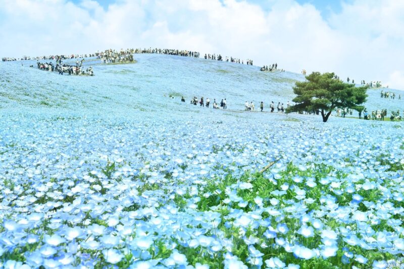 搭船遊東京 茨城