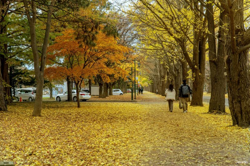 搭船遊北海道 札幌 銀杏大道