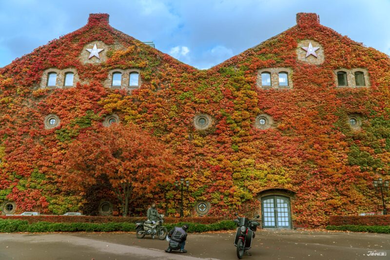 단풍과 꽃 축제로 물드는 일본의 가을 여행 풍경