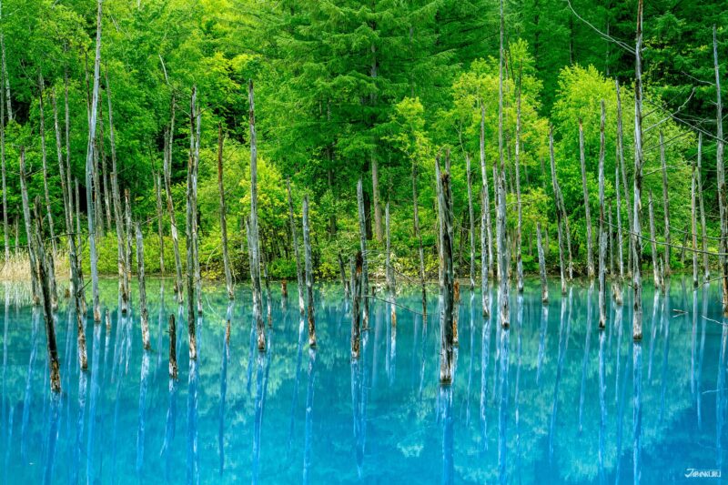 搭船遊北海道 白金清池