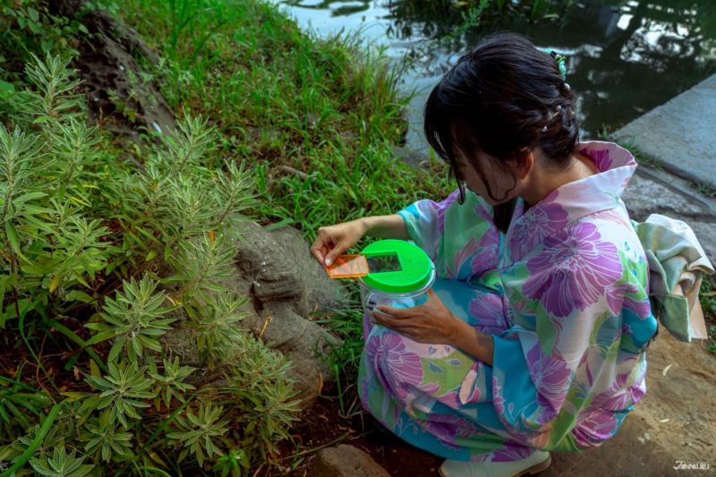 เดินเล่นในญี่ปุ่น สวนมุโคจิมะ เฮียกกะเอน ช่วงหน้าร้อน