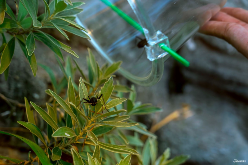 เดินเล่นในญี่ปุ่น สวนมุโคจิมะ เฮียกกะเอน ช่วงหน้าร้อน