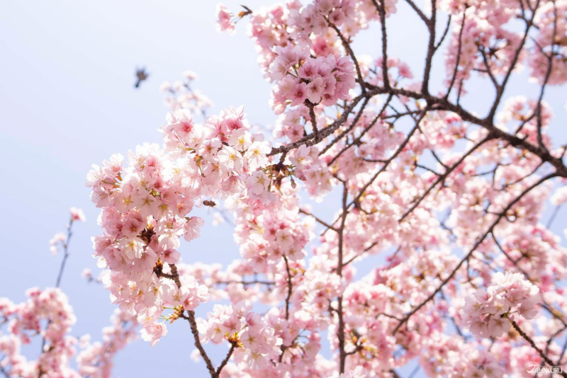 เดินเล่นโตเกียว แม่น้ำสุมิดะ และ เทศกาลดอกซากุระแม่น้ำสุมิดะ