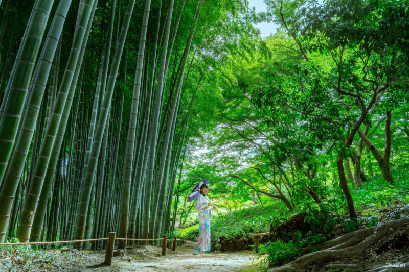 เดินเล่นในโตเกียว สวนโทโนะกายาโตะ ป่าไผ่