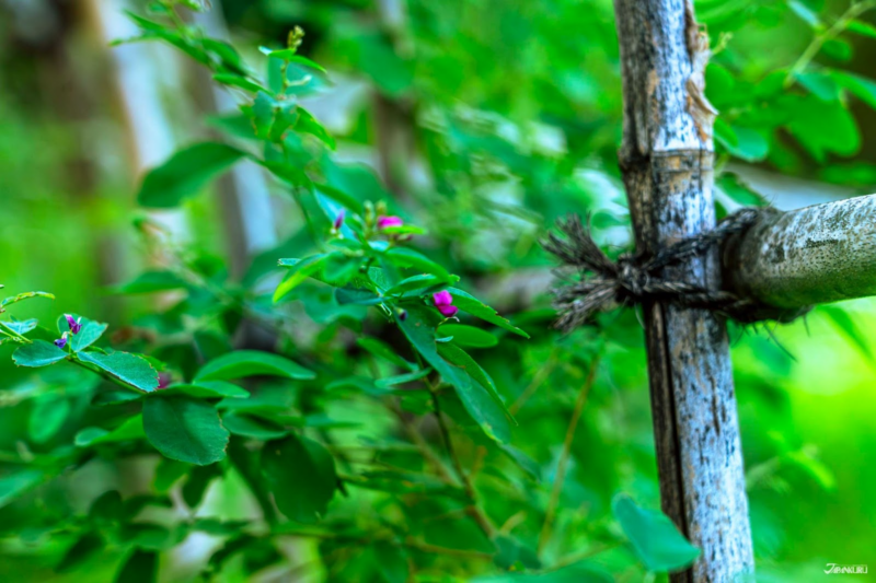 เดินเล่นในโตเกียว สวนโทโนะกายาโตะ 