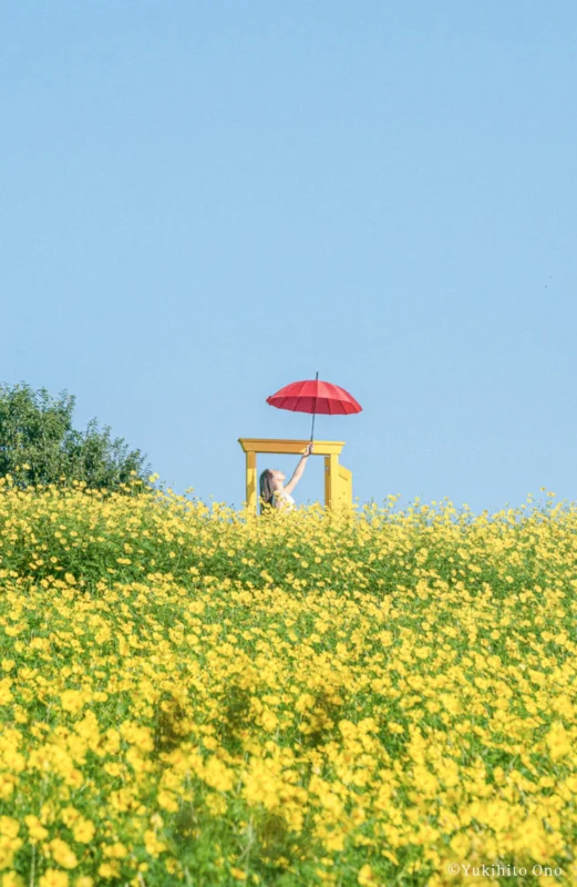 도쿄 국영 쇼와기념공원 꽃의 언덕에서 만개한 노란 코스모스