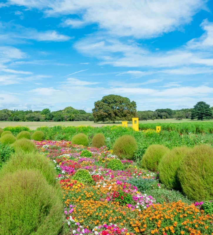 국영 쇼와기념공원 코스모스 축제 풍경