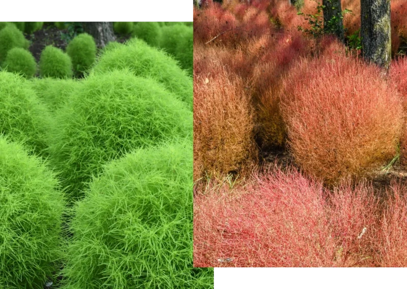 허브 언덕에서 초록빛에서 붉은빛으로 물드는 코키아