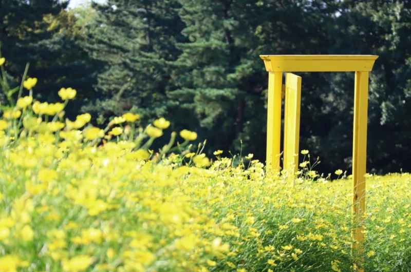 국영 쇼와기념공원 코키아와 코스모스가 어우러진 가을 절경