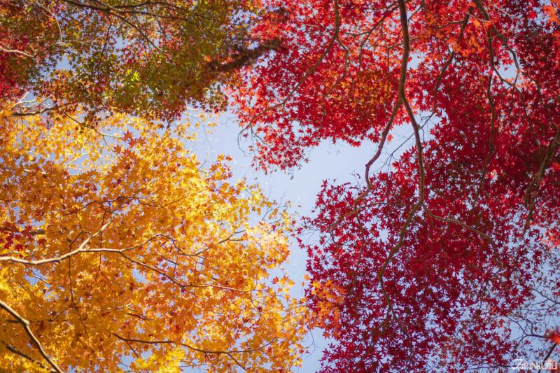 日本红叶推荐场所