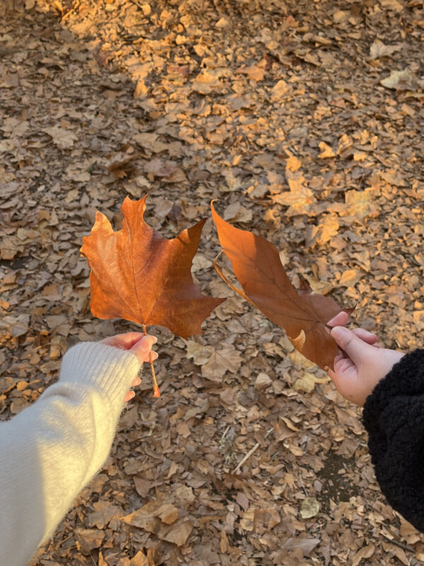 日本红叶观赏地点 国营昭和纪念公园