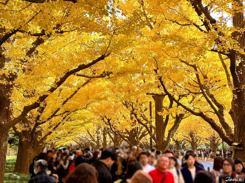 日本红叶观赏地点 明治神宫外苑