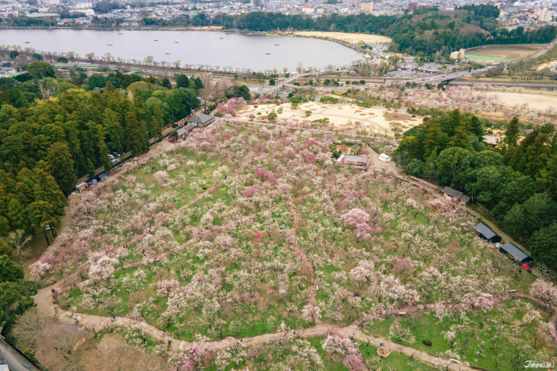 미토시 가이라쿠엔 정원의 초록빛 정원 풍경