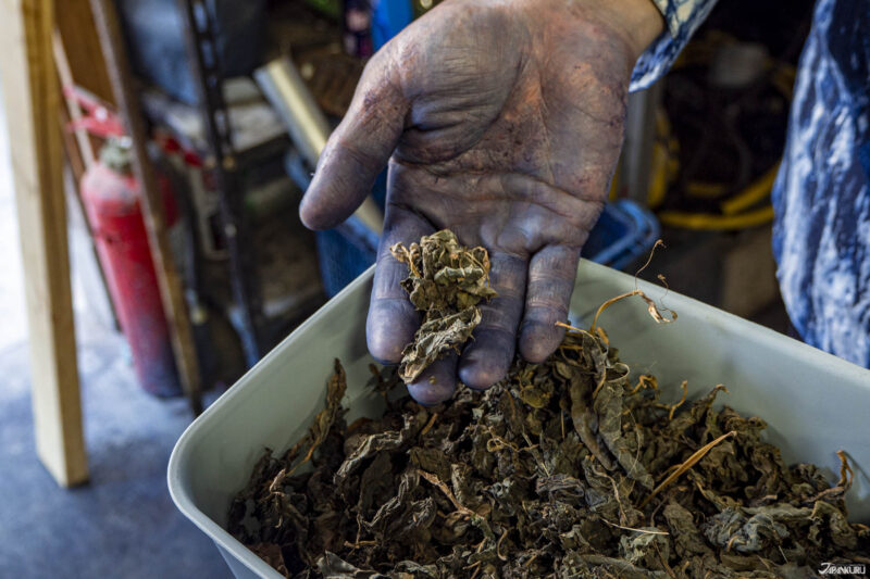 Japanese indigo, used for aizome dyeing