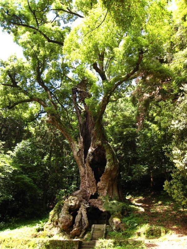 다케오 신사 천년 녹나무, 규슈 사가현 명소