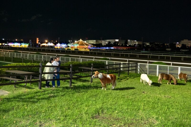 大井竞马场点灯 Tokyo Mega Illumi 马牧场