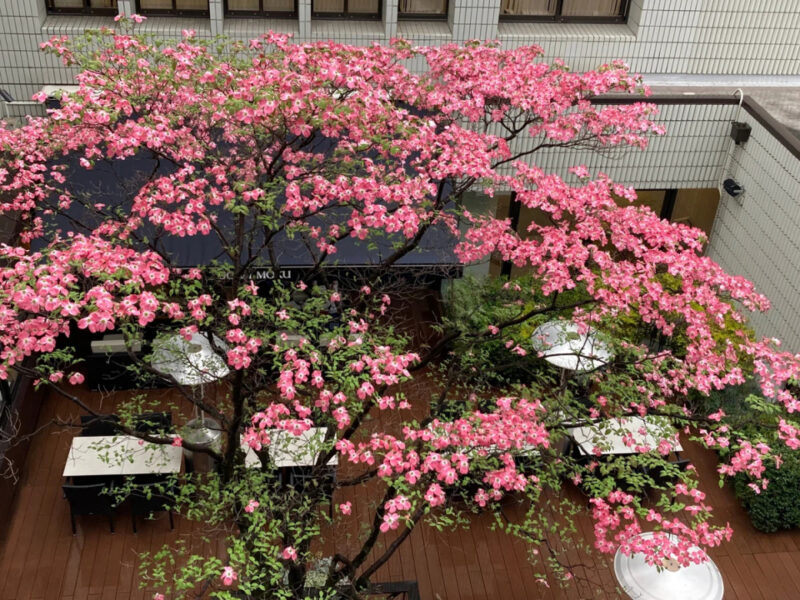 YOKU MOKU青山总店 咖啡馆室外露台