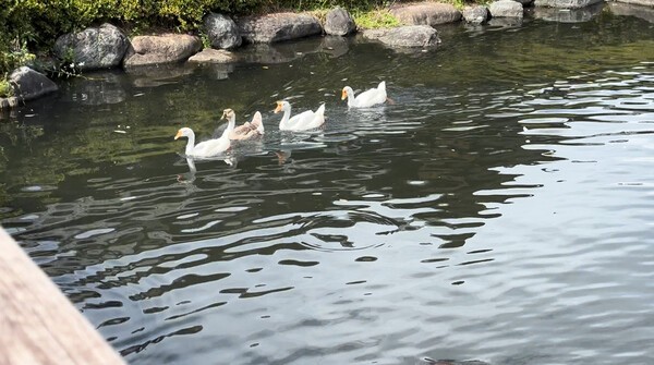 가와바마을 하천을 평온하게 헤엄치는 오리들의 모습