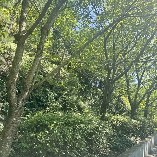 클로드 모네가 사랑한 식물들로 꾸며진 지중미술관 입구 길