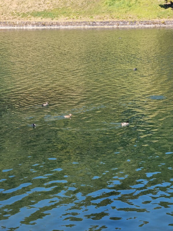 에도성 앞 해자와 호수 풍경