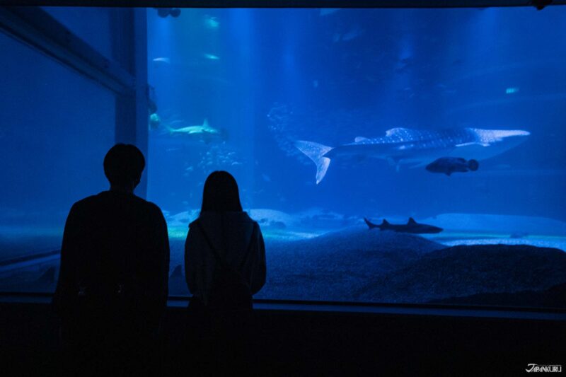 大阪旅游行程推荐 水族馆
