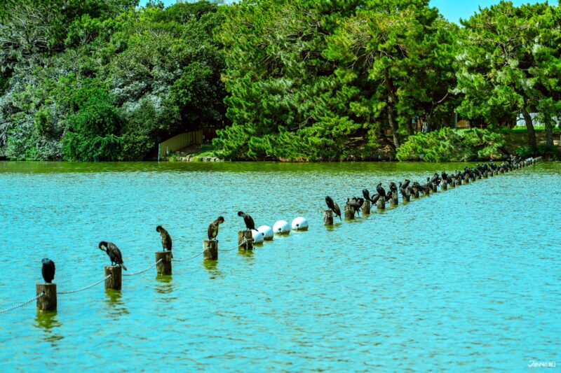 福冈必逛景点 大濠公园 福冈散步