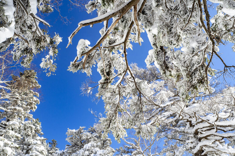 겨울 일본 풍경