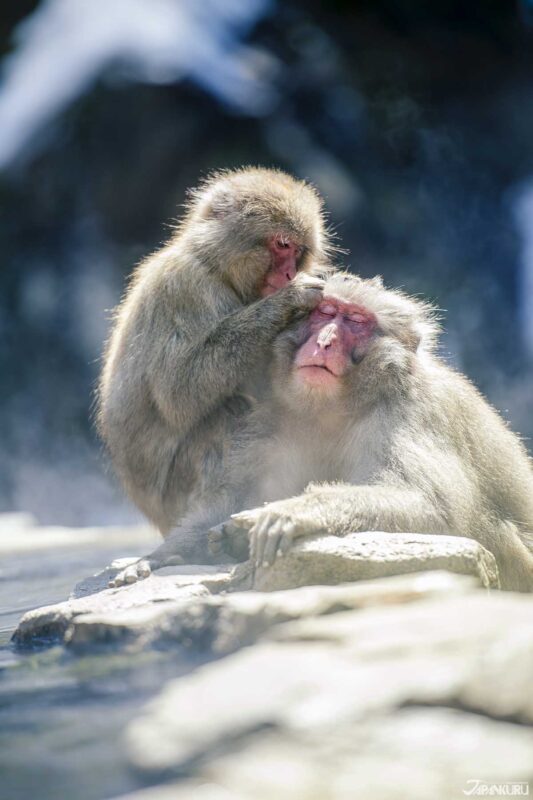 나가노 스노우 몽키 파크에서 온천을 즐기는 원숭이들