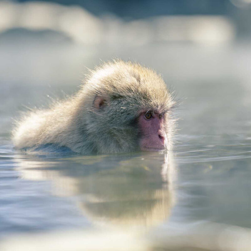 나가노 스노우 몽키 파크에서 온천을 즐기는 원숭이들