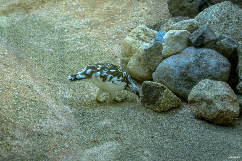 우에노 동물원 필수 관람 동물 일본 고유종 루리카케스