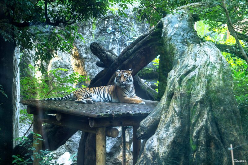 우에노 동물원 필수 관람 동물 수마트라 호랑이 사진