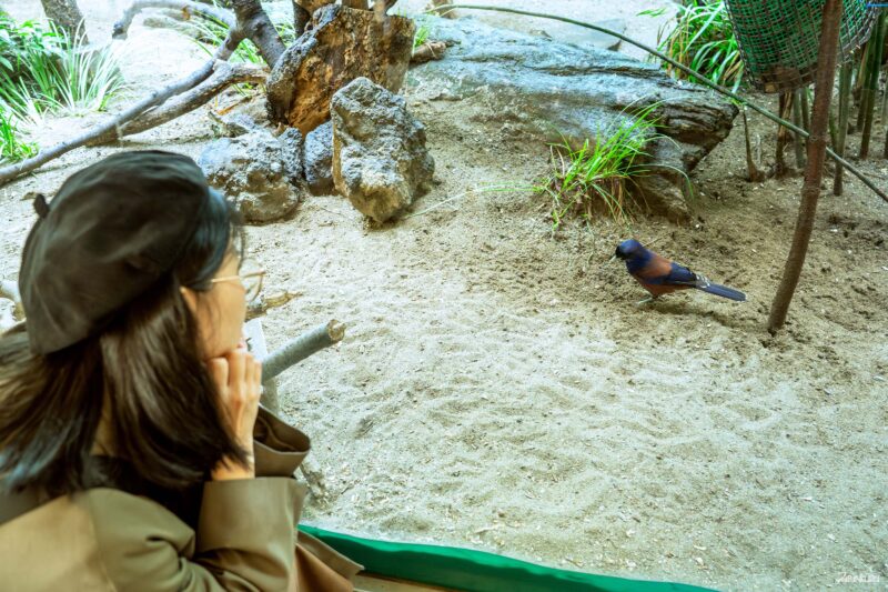 도쿄 필수 관광지 코스 우에노 동물원