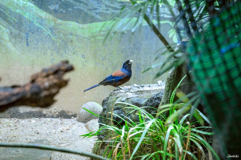 上野動物園必看動物 日本特有種琉球松鴉