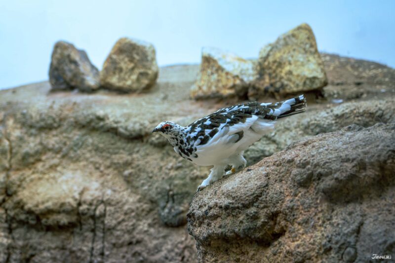 우에노 동물원 필수 관람 동물 일본 고유종 뇌조