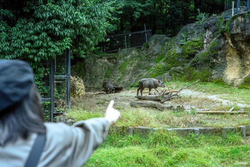우에노 동물원 필수 관람 동물 일본 고유종 일본 산양