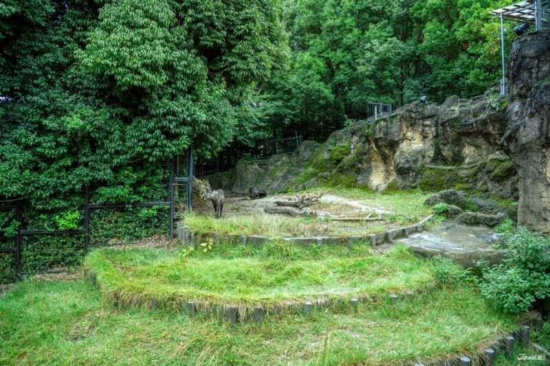 우에노 동물원 필수 관람 동물 일본 고유종 일본 산양