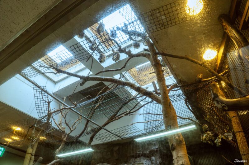 우에노 동물원 필수 관람 동물 일본 고유종 일본 박쥐