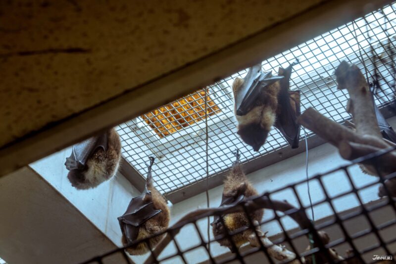 우에노 동물원 필수 관람 동물 일본 고유종 일본 박쥐