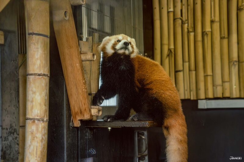 우에노 동물원 필수 관람 동물 레서판다