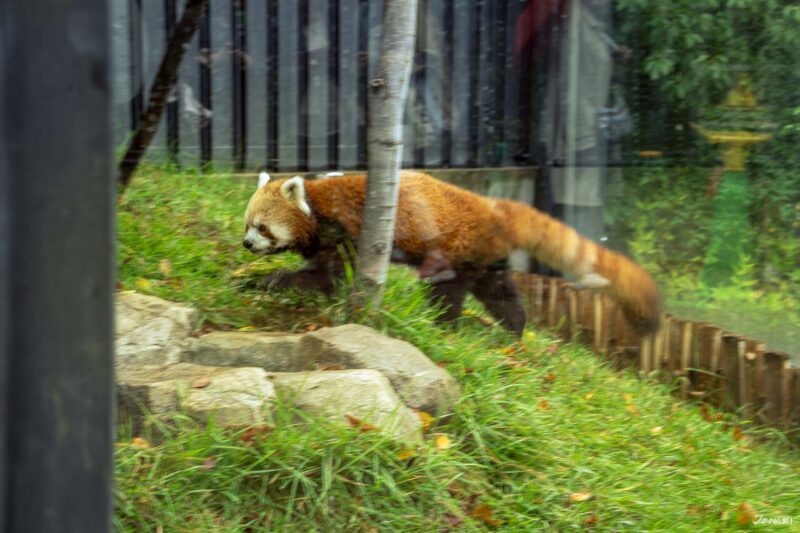 우에노 동물원 필수 관람 동물 레서판다