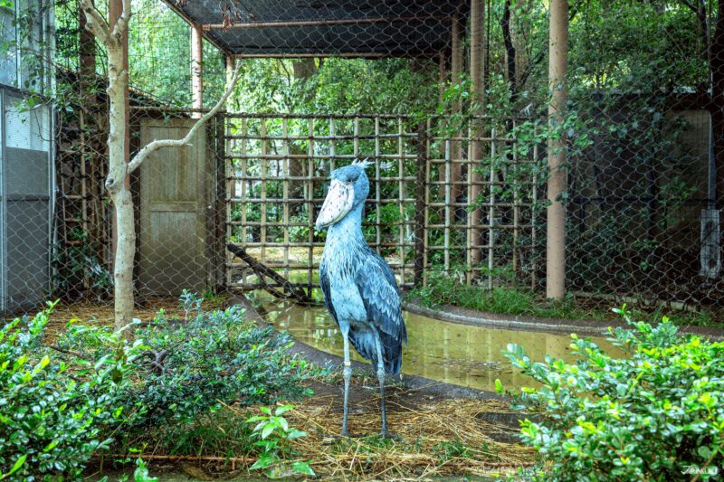 우에노 동물원 필수 관람 동물 슈빌 황새