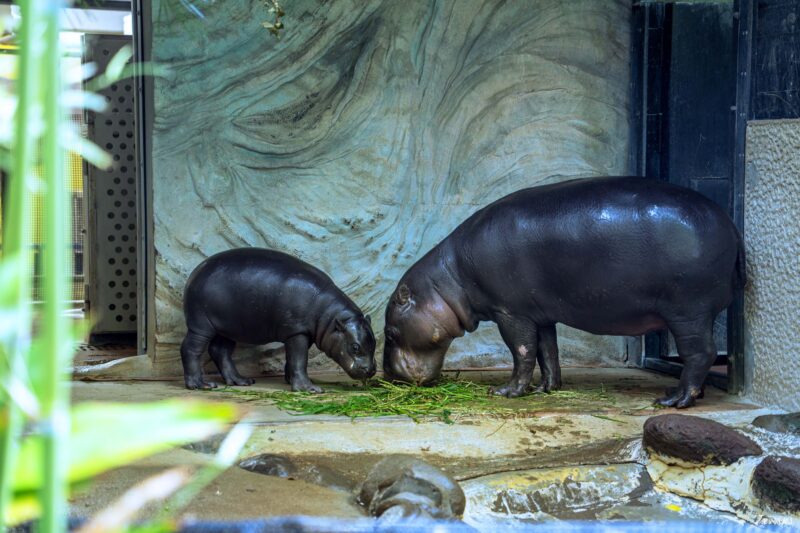 우에노 동물원 필수 관람 동물 하마