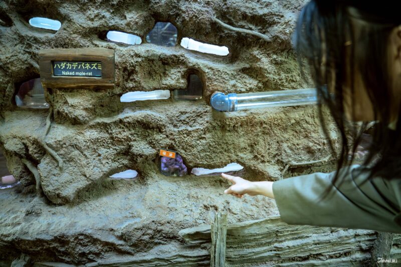 도쿄 필수 관광지 코스 우에노 동물원