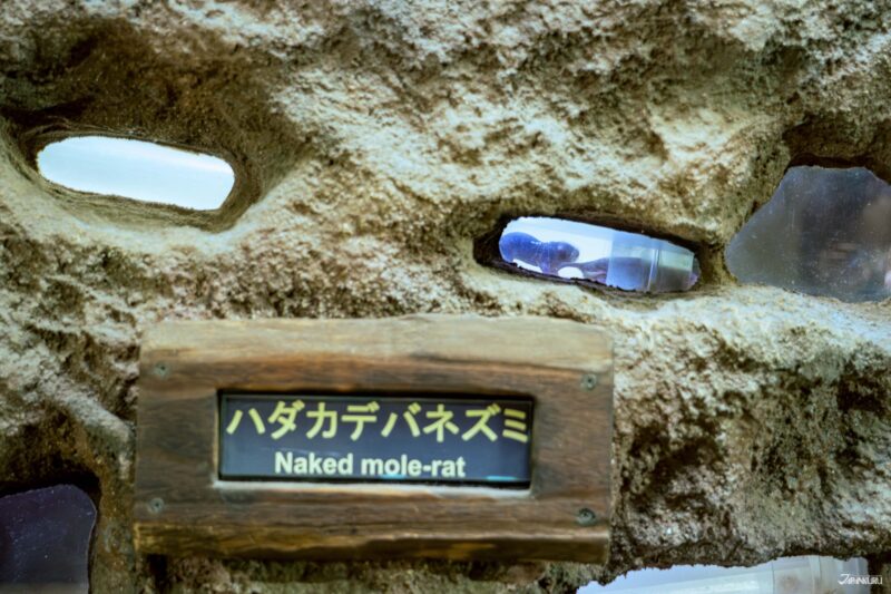 우에노 동물원 필수 관람 동물 벌거숭이 두더지쥐 사진