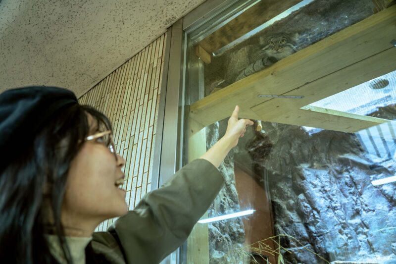 우에노 동물원 필수 관람 동물 마눌고양이 사진