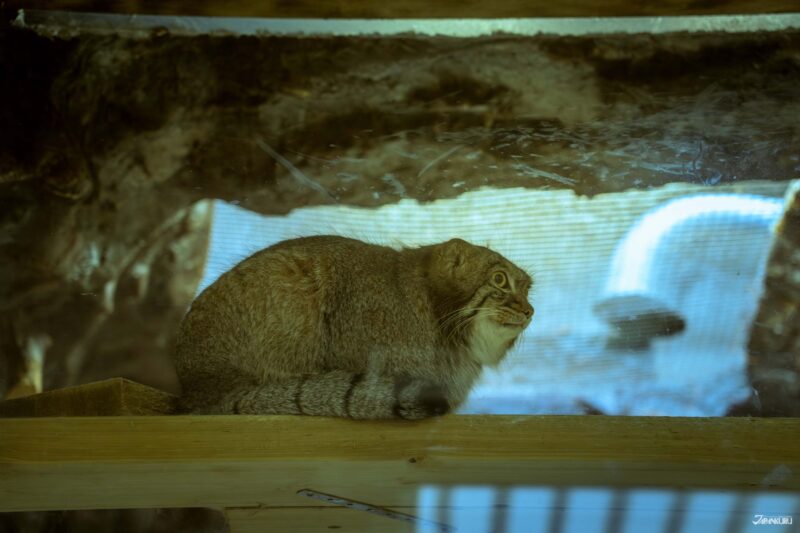 우에노 동물원 필수 관람 동물 마눌고양이 사진