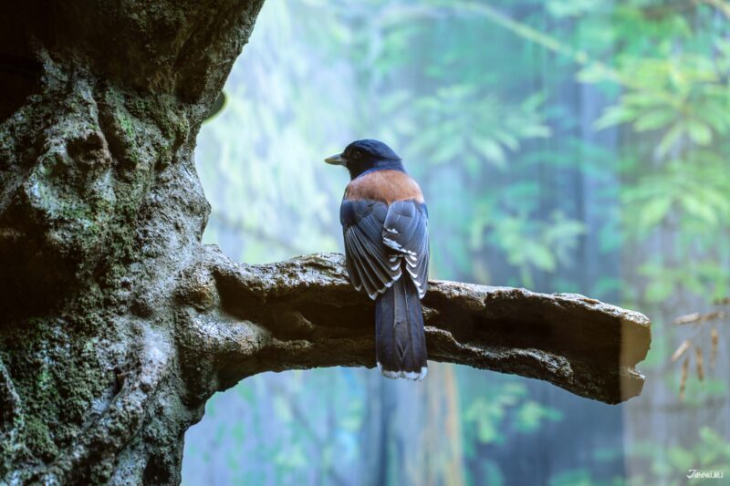 도쿄 필수 관광지 코스 우에노 동물원